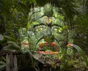 Mystische Eindrcke, Tikal  verzaubert so manch einen Besucher